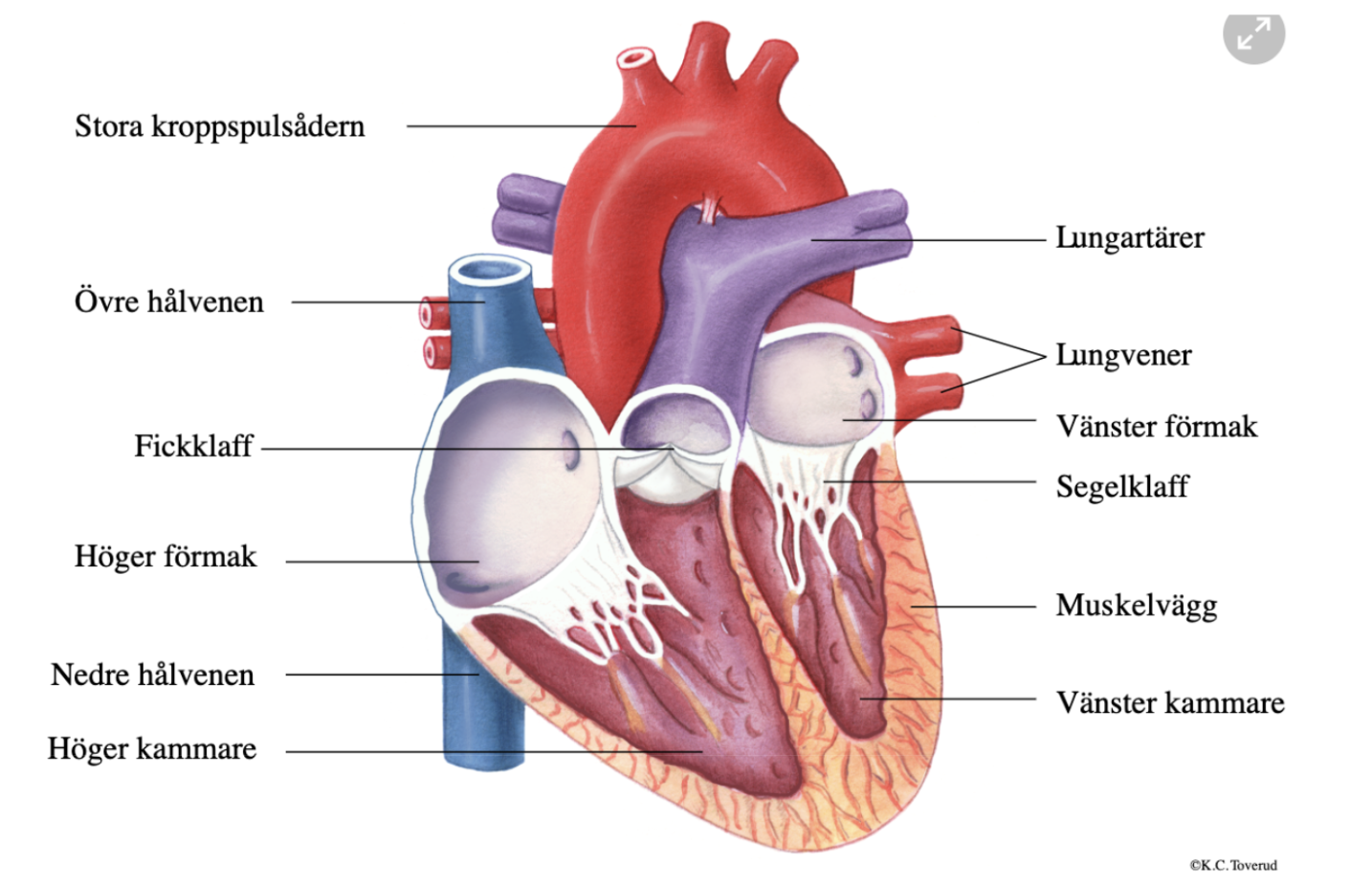 <p>Att avgränsa blodet och se till att det bara strömmar åt ena hållet i hjärtat. De kan bara öppnas åt ett håll och förhindrar då att blodet ringer baklänges i hjärtat.</p><ul><li><p><strong><mark data-color="#f0e0ff" style="background-color: rgb(240, 224, 255); color: inherit;">Segelklaffarna</mark></strong> begränsar kammarna och <mark data-color="#f0e0ff" style="background-color: rgb(240, 224, 255); color: inherit;">förmakarna</mark> och öppnar bara när blodet är på väg mot kamrarna.</p></li><li><p><strong><mark data-color="#f0e0ff" style="background-color: rgb(240, 224, 255); color: inherit;">Fickklaffarna</mark></strong> begränsar <mark data-color="#f0e0ff" style="background-color: rgb(240, 224, 255); color: inherit;">vänsterkammar+aortan</mark> resp <mark data-color="#f0e0ff" style="background-color: rgb(240, 224, 255); color: inherit;">högrekammare</mark>+<mark data-color="#f0e0ff" style="background-color: rgb(240, 224, 255); color: inherit;">lungartären</mark> och stängs automatiskt om blodet skulle rinna åt fel håll.</p></li></ul><p></p>