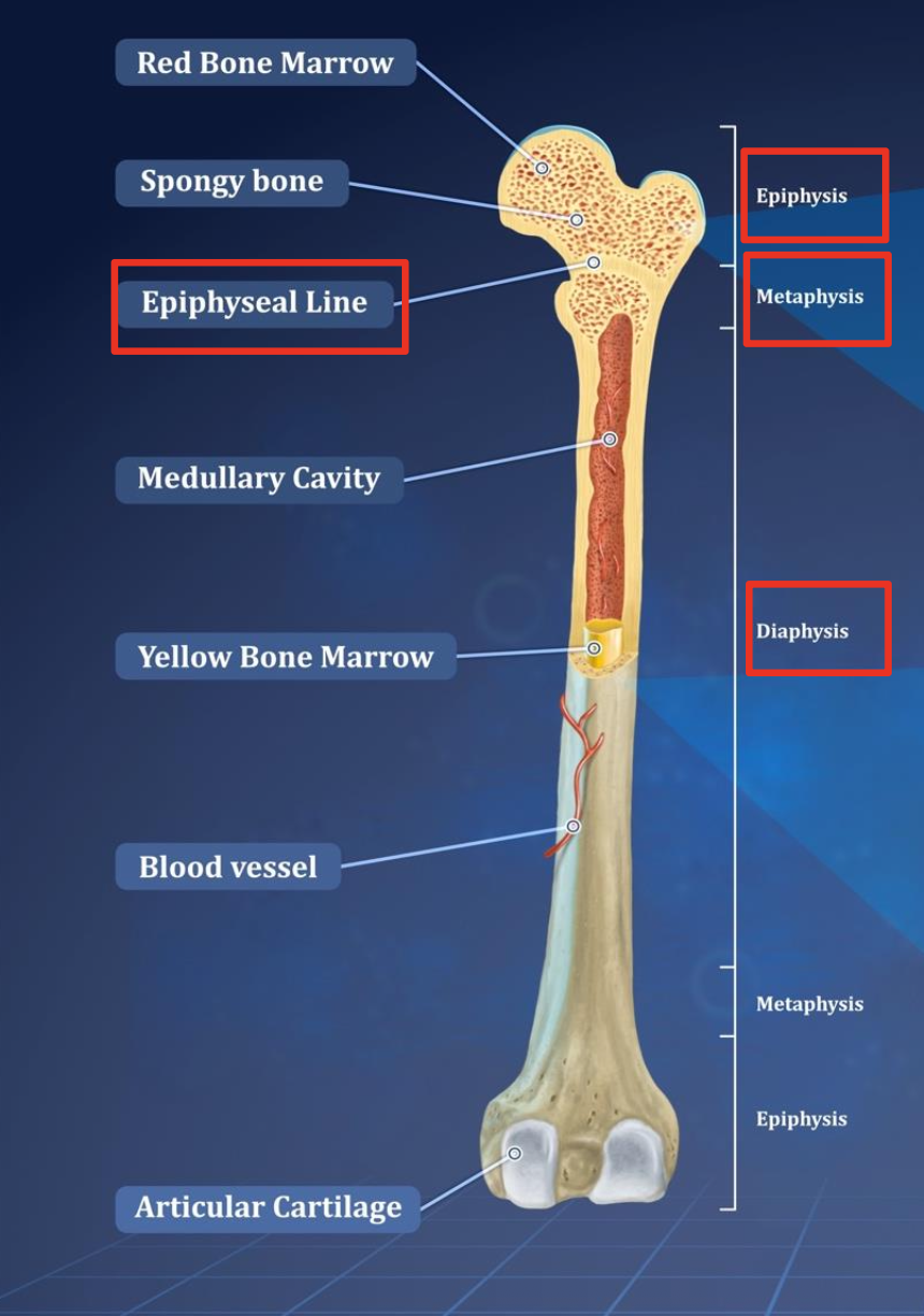 <ul><li><p>Epiphysis - End of bone</p></li><li><p>Epiphiseal Line - growth plate</p></li><li><p>Metaphysis - part of shaft next to growth plate</p></li><li><p>Diaphysis - shaft</p></li></ul><p></p>