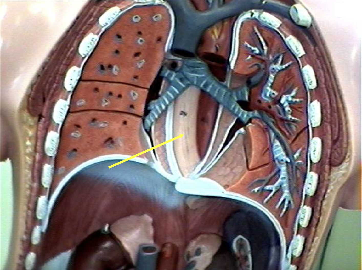 <p>Identify the organs of the digestive tract.</p>