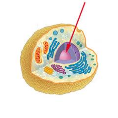 <p>where most of the genetic material (or DNA) of the cell is stored; only found in eukaryotes.</p>