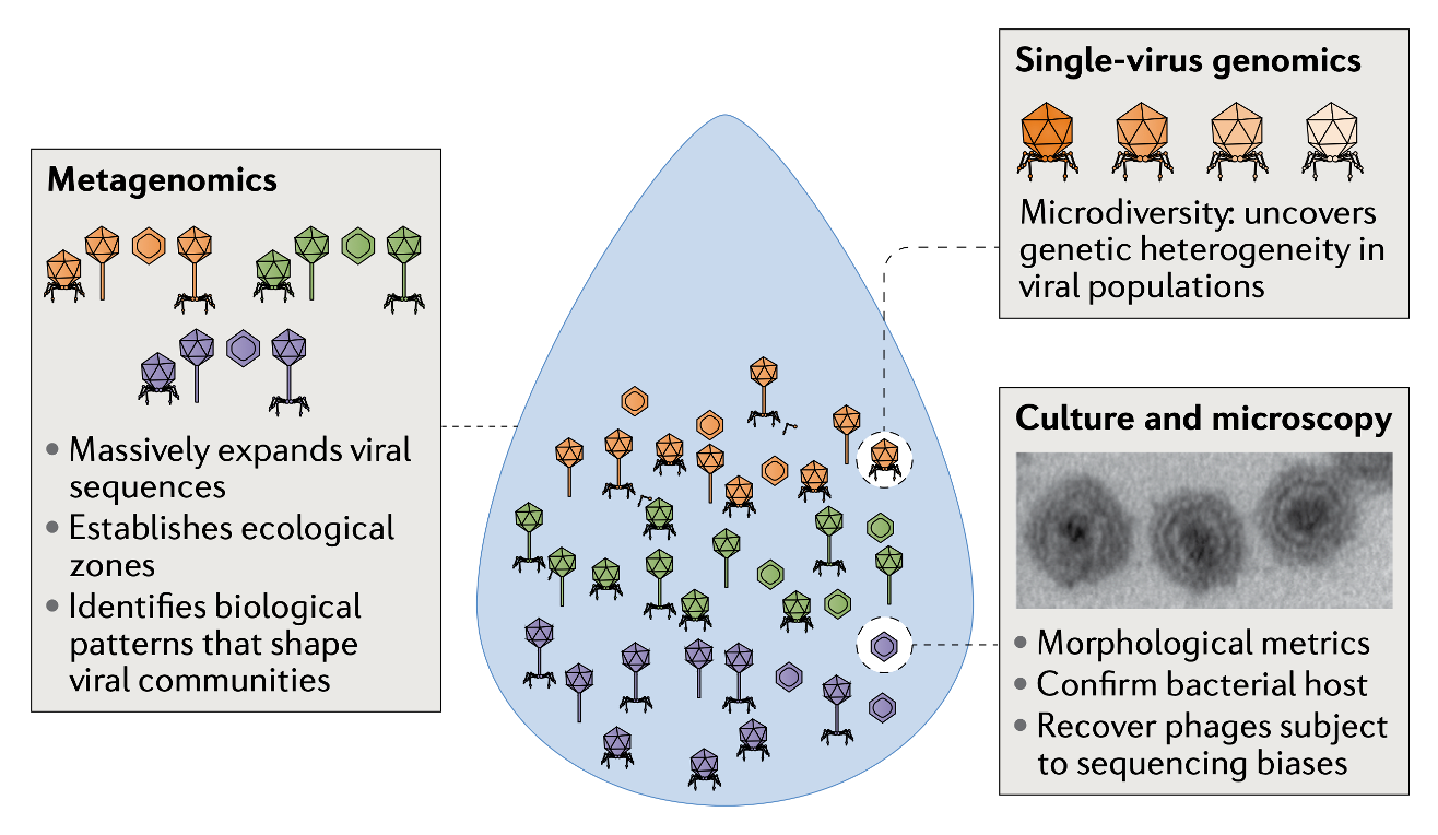 <ul><li><p><strong>Metagenomics (Meta sequencing)</strong> - but could l<em>ose info on species-specific gen. diversity</em></p></li><li><p><strong>Single-virus genomics</strong>- Cleaner way to <em>analyze diversity and gen. interchangeability</em></p></li><li><p><strong>Culture and microscopy (lab-based)</strong> - Understand and characterise host range of phages</p></li></ul><p></p>