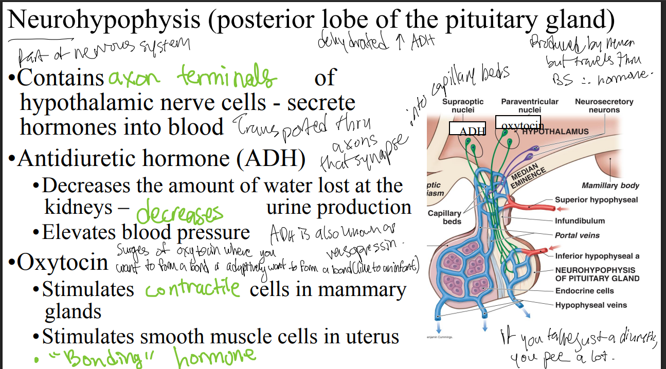 <p>Describe the role of oxytocin and where it is secreted from.</p>