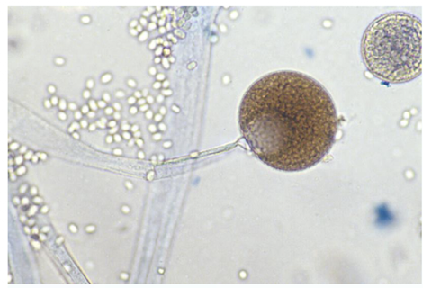 <p>Genus</p>