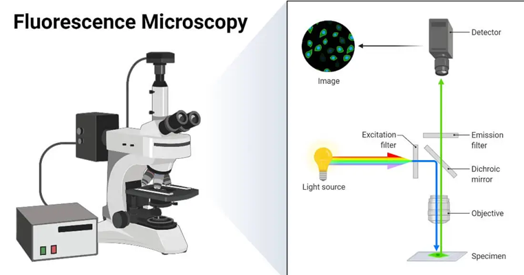 <ol><li><p>light source produced above the samples if filtered → only excitation wavelength is let through</p></li><li><p>light hits sample and both excitation and emitted wavelengths are reflected back</p></li><li><p><strong>dichroic mirror </strong>filters out emittance wavelength</p></li></ol><p></p><p>produces a black background where only the emittance light makes it to the observer </p><p></p>