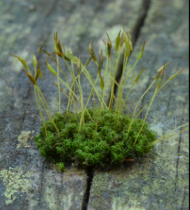 <p>Identify which plant phyla this belongs to.</p>
