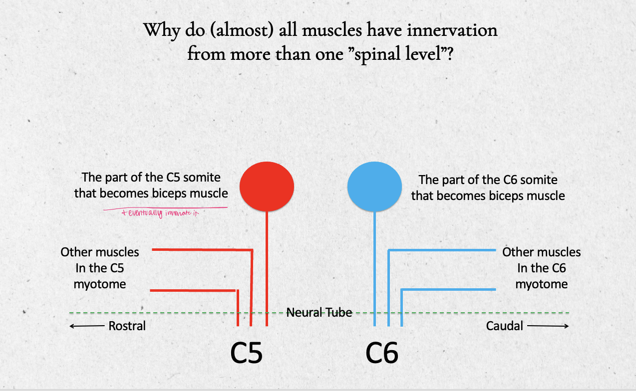 <ul><li><p>ex. C5 and C6 somites both become the biceps muscle (and eventually innervates it)</p><ul><li><p>C5 and C6 still become <em>other</em> muscles in the myotome as well</p></li></ul></li><li><p>the “bicep” cells from C5 and C6 somites start migrating away from the neural tube toward their final destination on the anterior humerus</p></li><li><p>if one of the spinal nerves for biceps is completely cut, then the biceps has only lost part of its connection to the neural tube (nervous system) - it will be <strong>weak</strong> </p></li></ul><p></p>