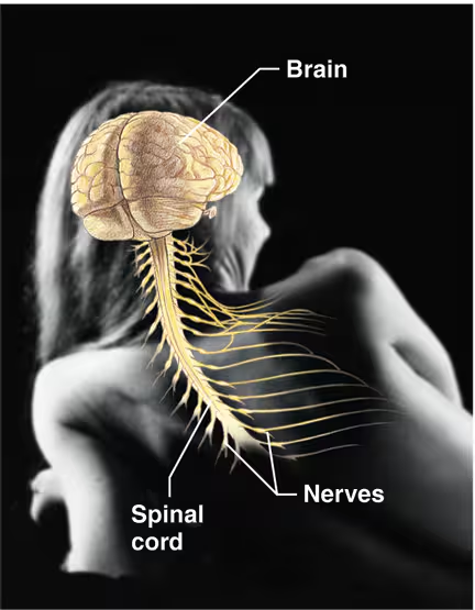 <ul><li><p>As the fast-acting control system of the body, it responds to internal and external changes by activating appropriate muscle and glands</p></li><li><p>Contains the brain, spinal cord, and nerves</p></li></ul><p></p>
