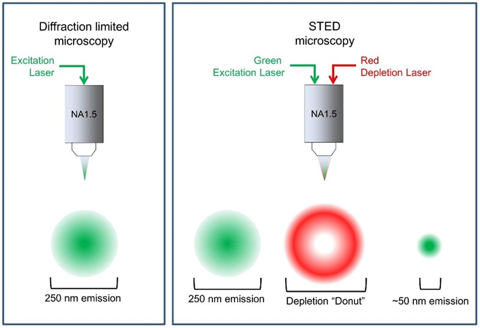 <p>2 lasers are focused at the focal place:</p><ol><li><p>excitation laser</p></li><li><p>depletion laser: suppresses the excited fluorophores near the excitation focal point via <strong>stimulated emission (</strong>basically photobleaches the fluorophores)</p></li></ol><p></p><p>produces a donut shaped ring of suppressed fluorophores causing only a very small centre dot to be fluorescent </p><p></p>