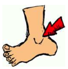 <p>the ankle</p>