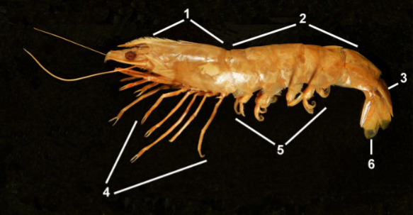 <p>Phylum Arthropoda</p><p>Subphylum </p><p>Class </p><p>Order </p><p>Suborder </p><p>Traits</p><p>Habitat</p><p>Feeding</p>