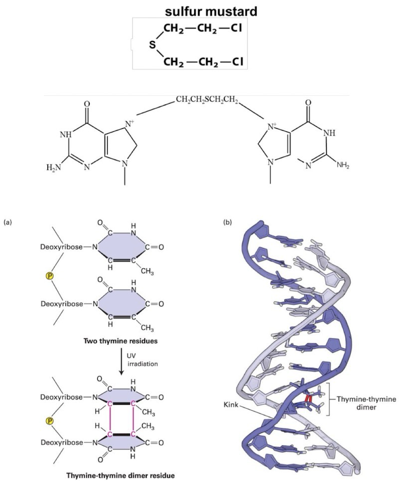 <p>Distorts DNA structures</p><p><strong>Alkylating</strong> agents covalently modify bases in DNA; Ex, <strong>sulfur mustard (mustard gas)</strong>; <strong>Alkylation</strong> distorts DNA double helix</p><p>Covalent linking means the DNA sequence is stuck and can’t be separated for replication/transcription</p><p>Spontaneous alkylation by <strong>S-adenosylmethionine (SAM)</strong> of G → 7-methylguanine (Unstable and can cause depurination)</p><p><strong>Thymine dimers</strong>: Most common DNA damage caused by <strong>ultraviolet</strong> <strong>radiation</strong>; Results in formation of cyclobutane ring between two adjacent pyrimidine rings</p><p>Common for pairs of thymines forming a <strong>thymine-dimer</strong>; Cyclobutane ring kinks the axis of the <strong>DNA helix</strong>; Confuses Pol, will either pause or add a random base</p>