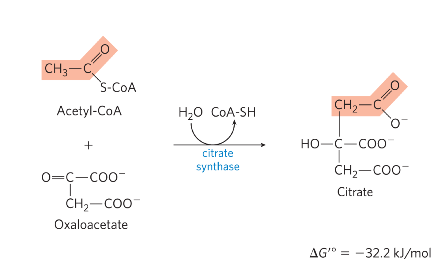 <ul><li><p>citrate synthase forms citrate by binding oxaloacetate to acetyl COA (going from C4 to C3) </p></li><li><p>2 parts: </p><ul><li><p>1. aldol condensation to form citryl COA </p></li><li><p>hydrolysis of ciryl COA to citrate and COA-SH </p><ul><li><p>this rxn drives the entire rxn forward </p></li></ul></li></ul></li><li><p>irreverisble </p></li></ul><p></p>