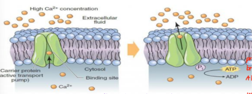 <p>primary active transport</p>