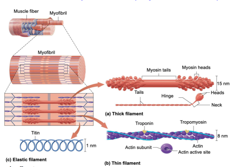 <p>Bundles of proteins (myofilaments)</p>