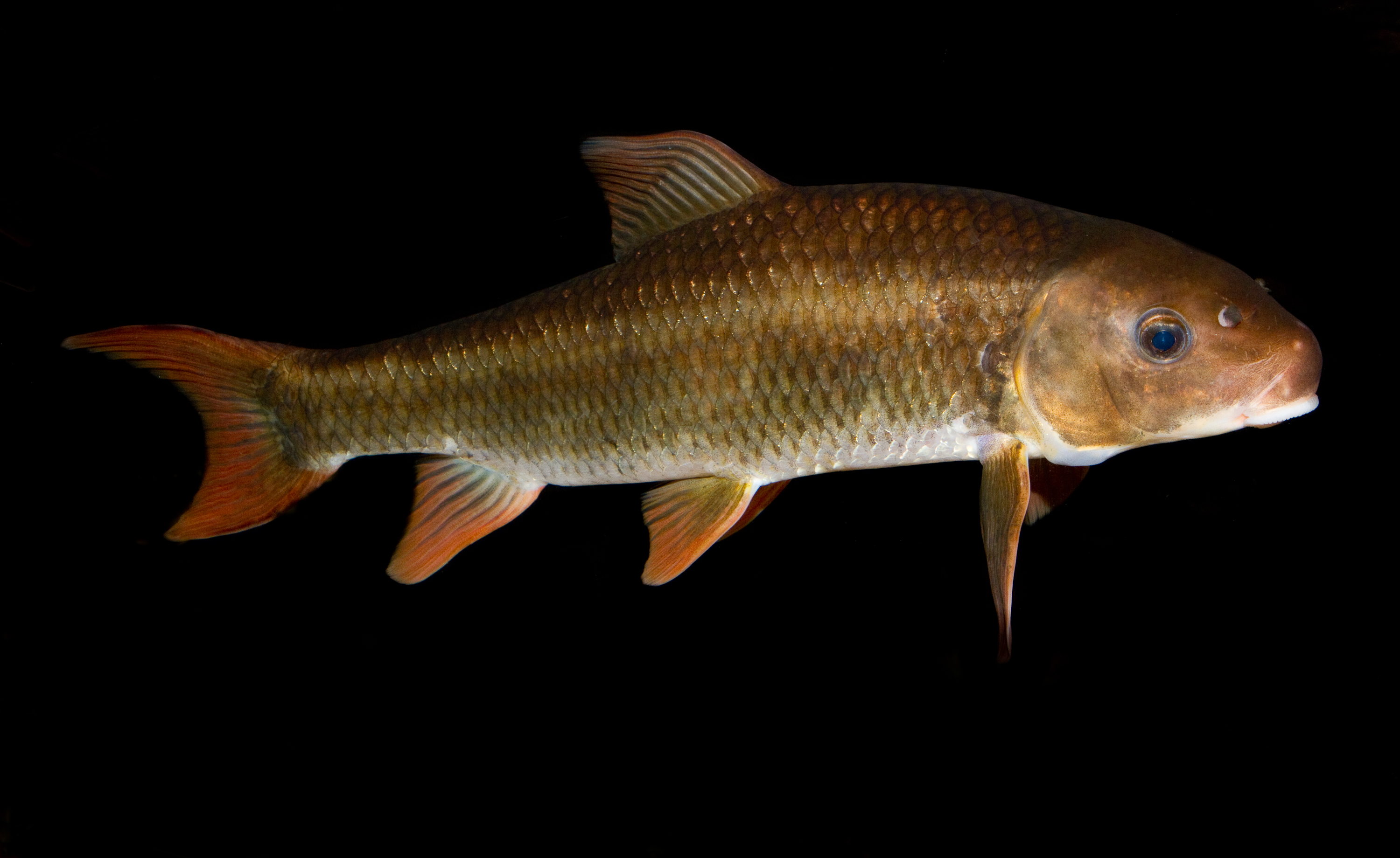 <p>What is the scientific name for Robust Redhorse?</p>