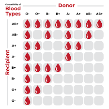 <p>Universal donor for RBCs</p>