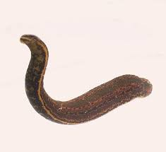 <p>Leeches. Characterized by their elongated, flattened bodies, lacking segmentation, and possessing suckers at both ends for locomotion and feeding. </p>