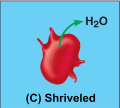 <p>- Solute [c] is higher outside of cell → water moves out of cell → cell shrinks</p>