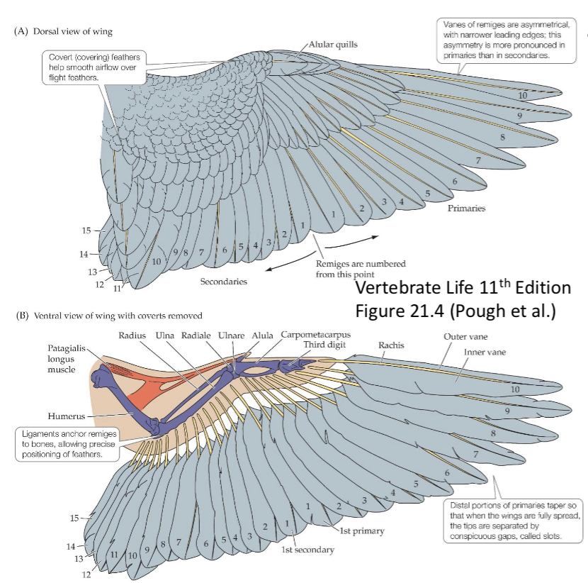 <ul><li><p>contour feathers - gives shape to the body, with a rigid pennaceous portion providing aerodynamic sleekness and a soft, fluffy plumulacous portion</p></li><li><p>down feathers - beneath most feathers, to insulate</p></li><li><p>Flight feathers - asymmetrical feathers used to fly and for streamlined rows, coverts overlay the wings, both outer primaries and inner secondaries</p></li></ul><p></p>