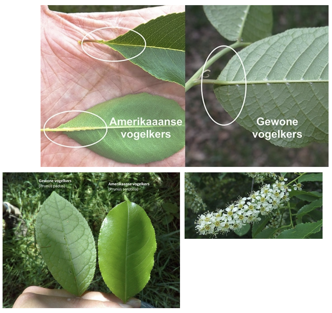<p>(Invasief, eiken - berkenbossen)</p>