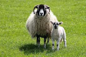 <p>What is the name of this breed?</p>