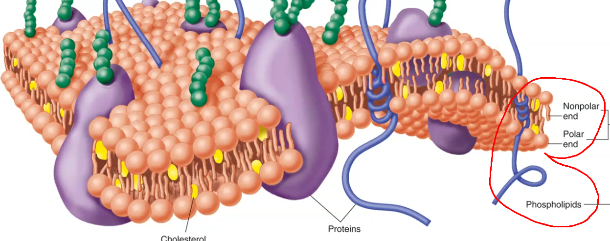 <p>Phospholipids — arranged in a bilayer (two layers).</p>
