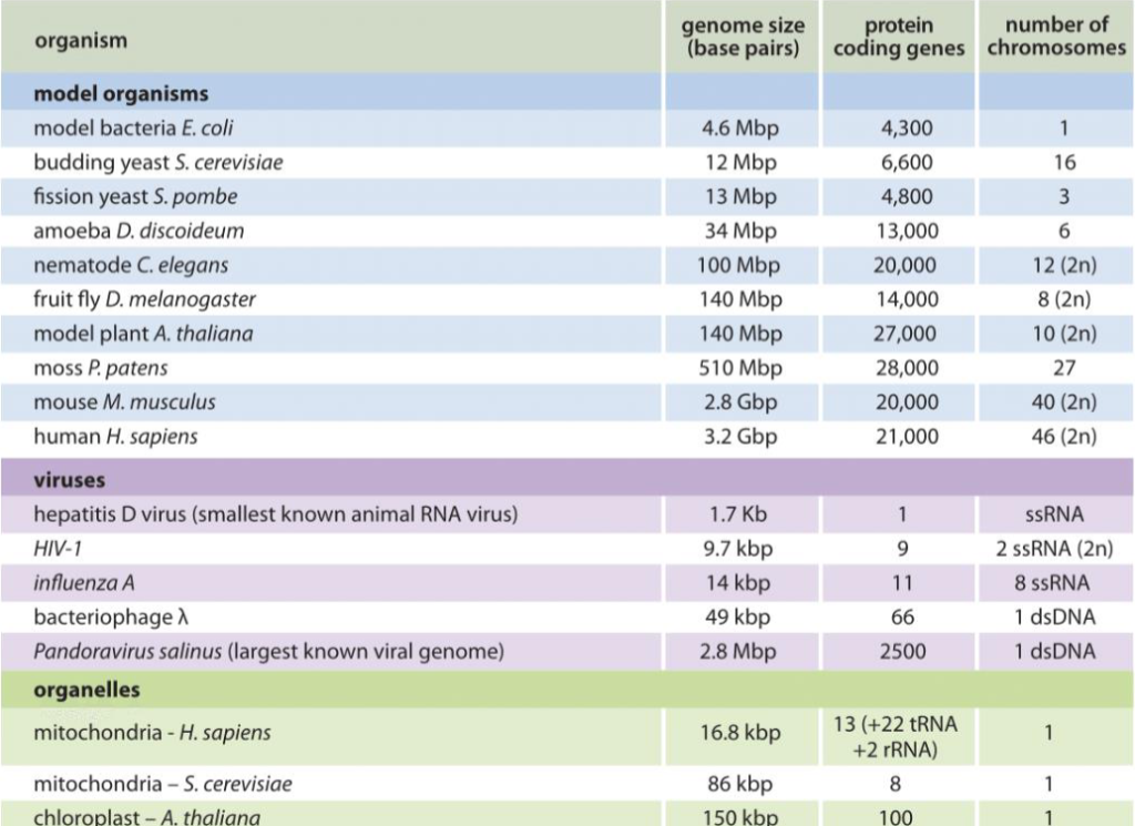 <p>Multicellular eukaryotes generally have smaller or larger genomes?</p>