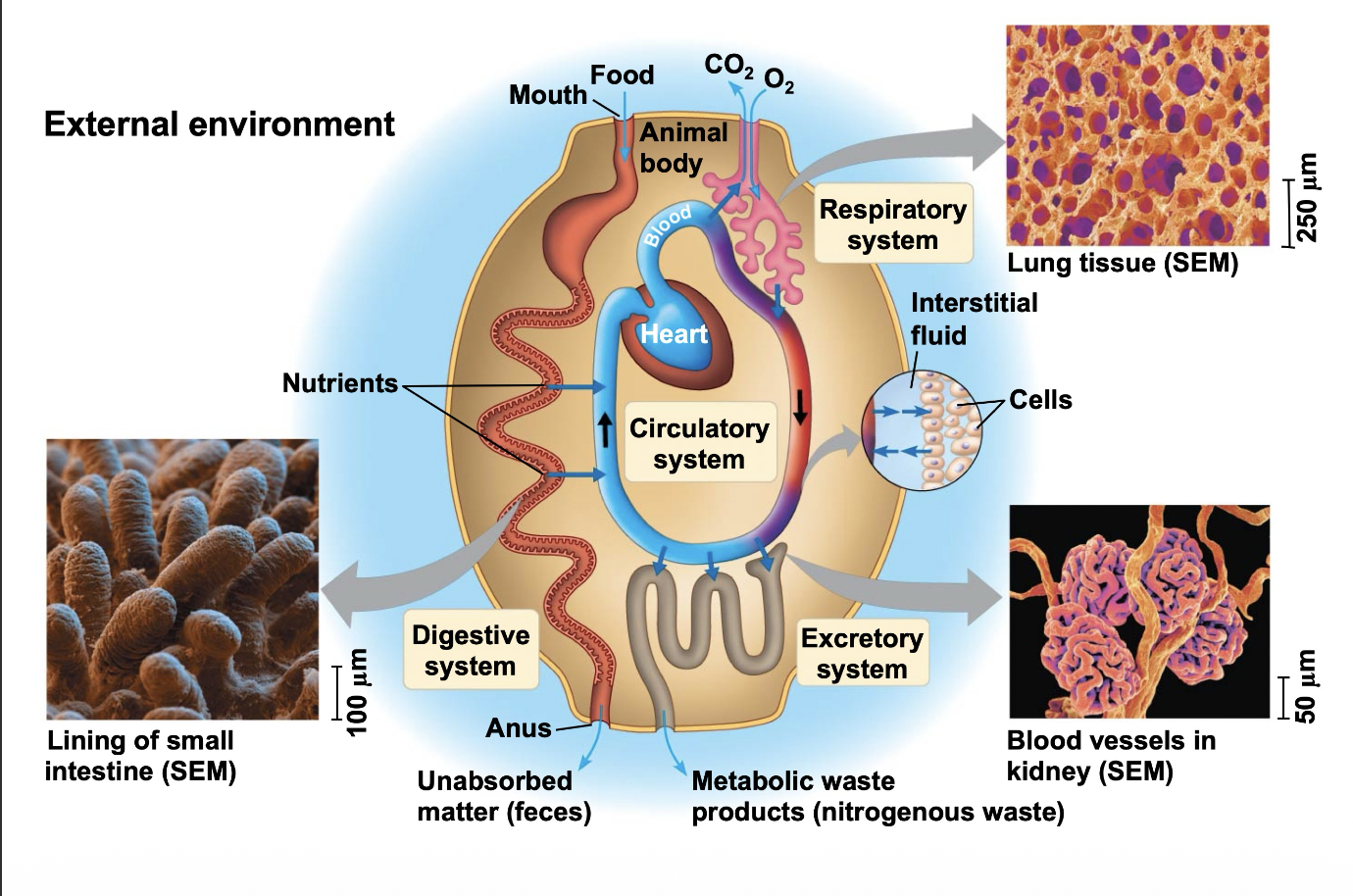 <ul><li><p>need to exchange gases</p></li><li><p>for us, we still have the same needs (gas exchange, filtration, etc.) but have separate structures to take care of it</p></li><li><p>exchange can happen at different levels</p></li></ul><p></p>