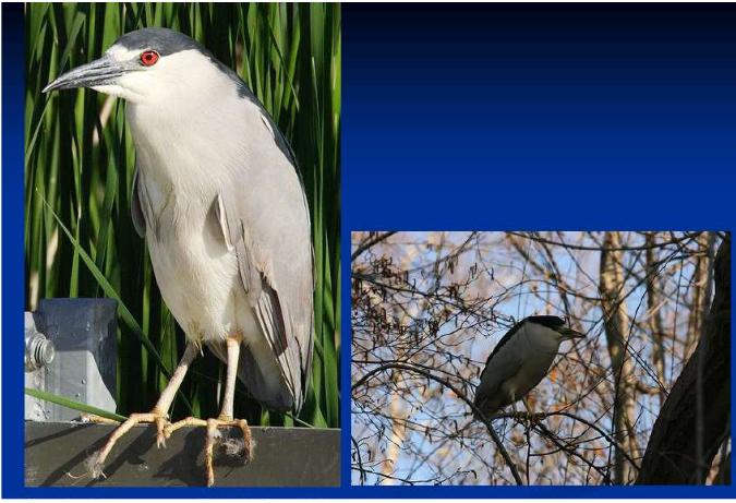 <p>Order Pelecaniformes<br>Family Ardeidae<br>Black-crowned Night Heron</p>