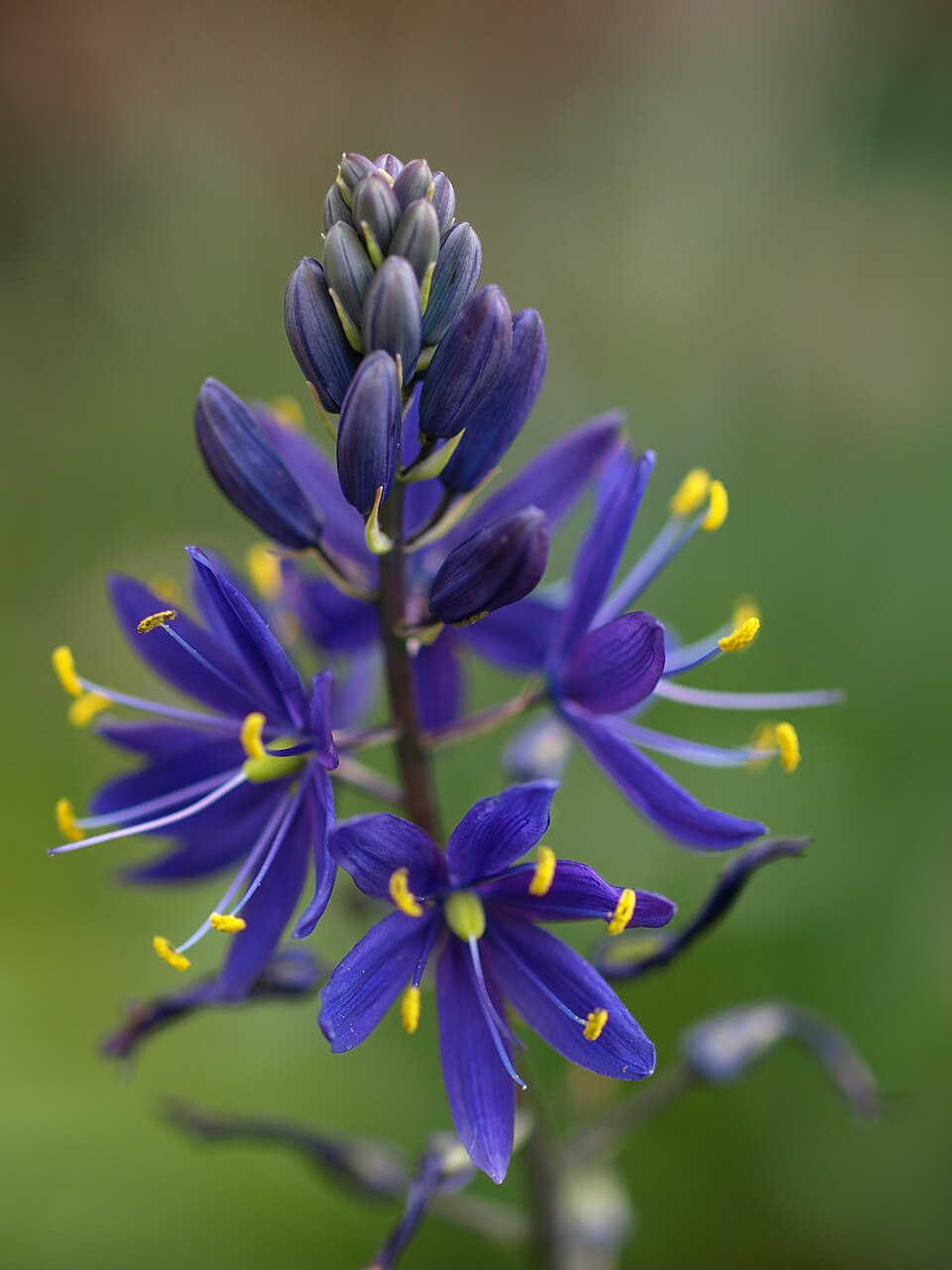 <p>Camassia leichtlinii</p>