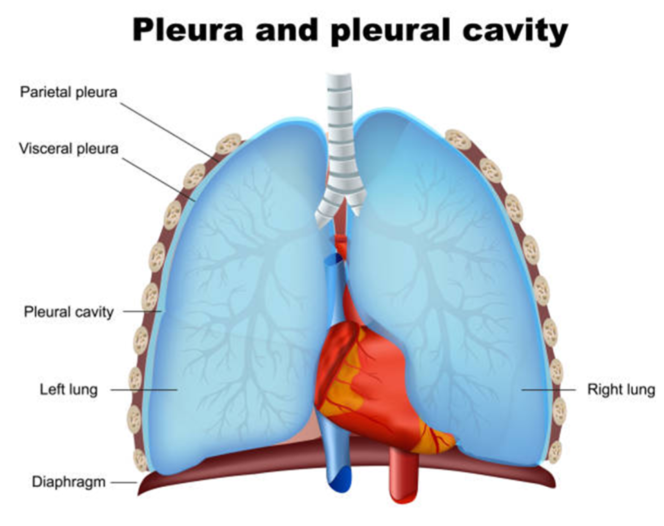 <p>Maintains lungs and prevents them from collapsing</p>