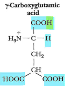 <ul><li><p>Modified glutamic acid</p><ul><li><p>Involved in blood clotting</p></li></ul></li></ul><p></p>