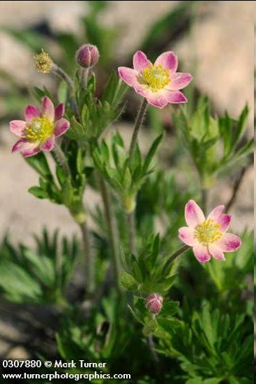 <p>A hardy, hairy perennial native to the Americas, this buttercup family member forms low clumps of deeply divided, silvery-green foliage. From late spring to summer, it produces small, cup-shaped blooms featuring petal-like sepals in cream, white, pink, yellow, or purple. Often solitary blooms.</p>