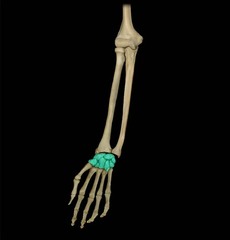 <p>appendicular skeleton</p>