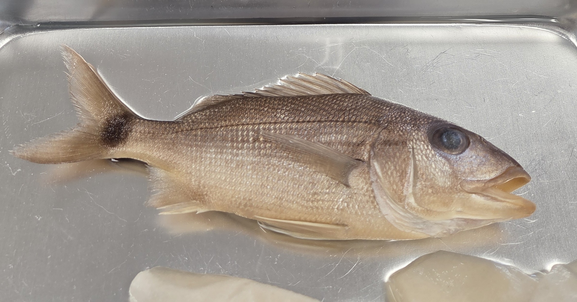 <p>Haemulidae</p>