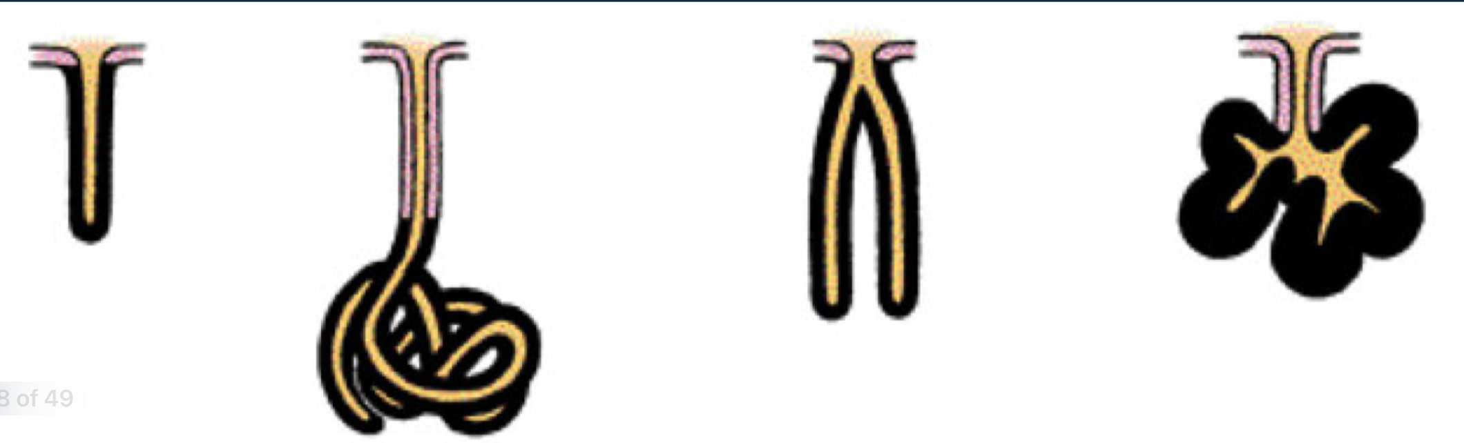 <p>What are these four exocrine glands called</p>