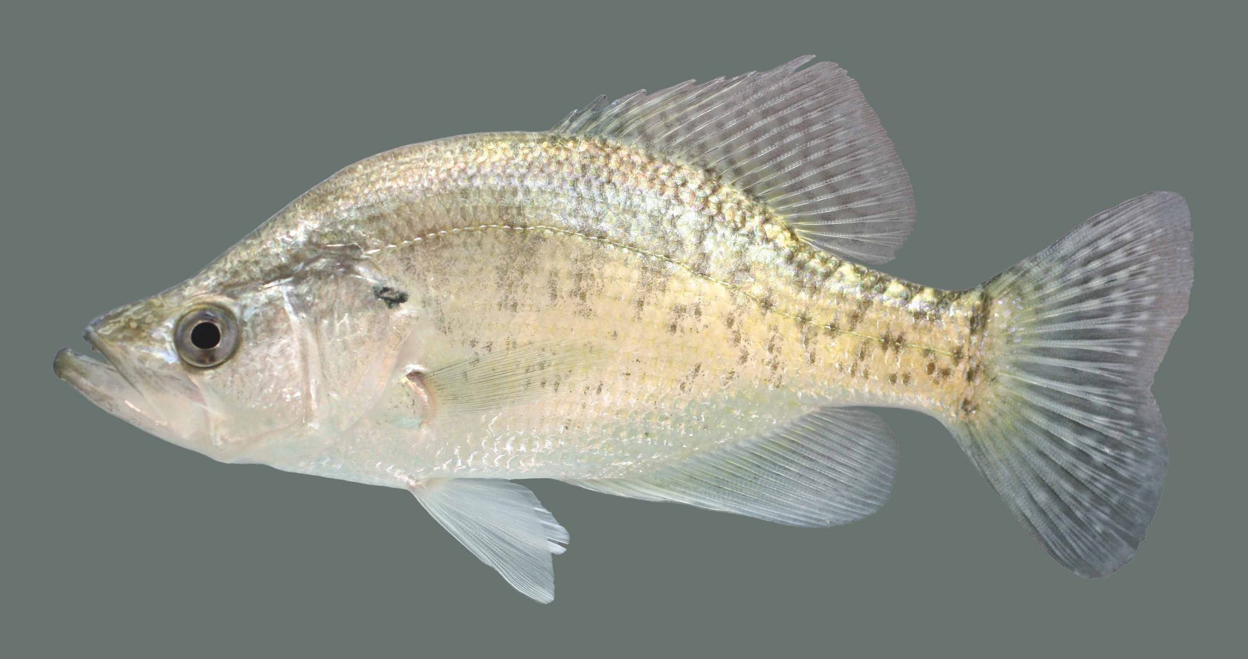 <p>Two dorsal fins joined, appearing as one. Deep bodied, large lower jaw. Olive or dark green back with 7-to-8 indistinct vertical stripes along its sides. </p>