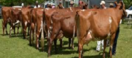 <p>Australian illawarra shorthorn </p>