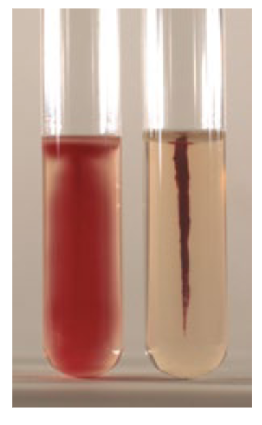 <p>True or false - only those bacteria that are motile will produce a red color when grown in Motility Test Medium</p><p>A) True </p><p>B) False </p><p></p>