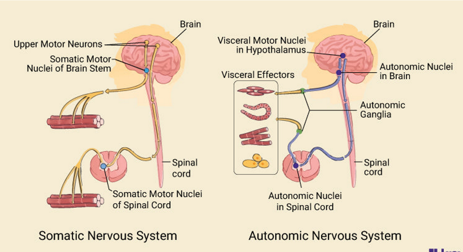 Somatic controls voluntary skeletal muscle; autonomic controls involuntary visceral functions.