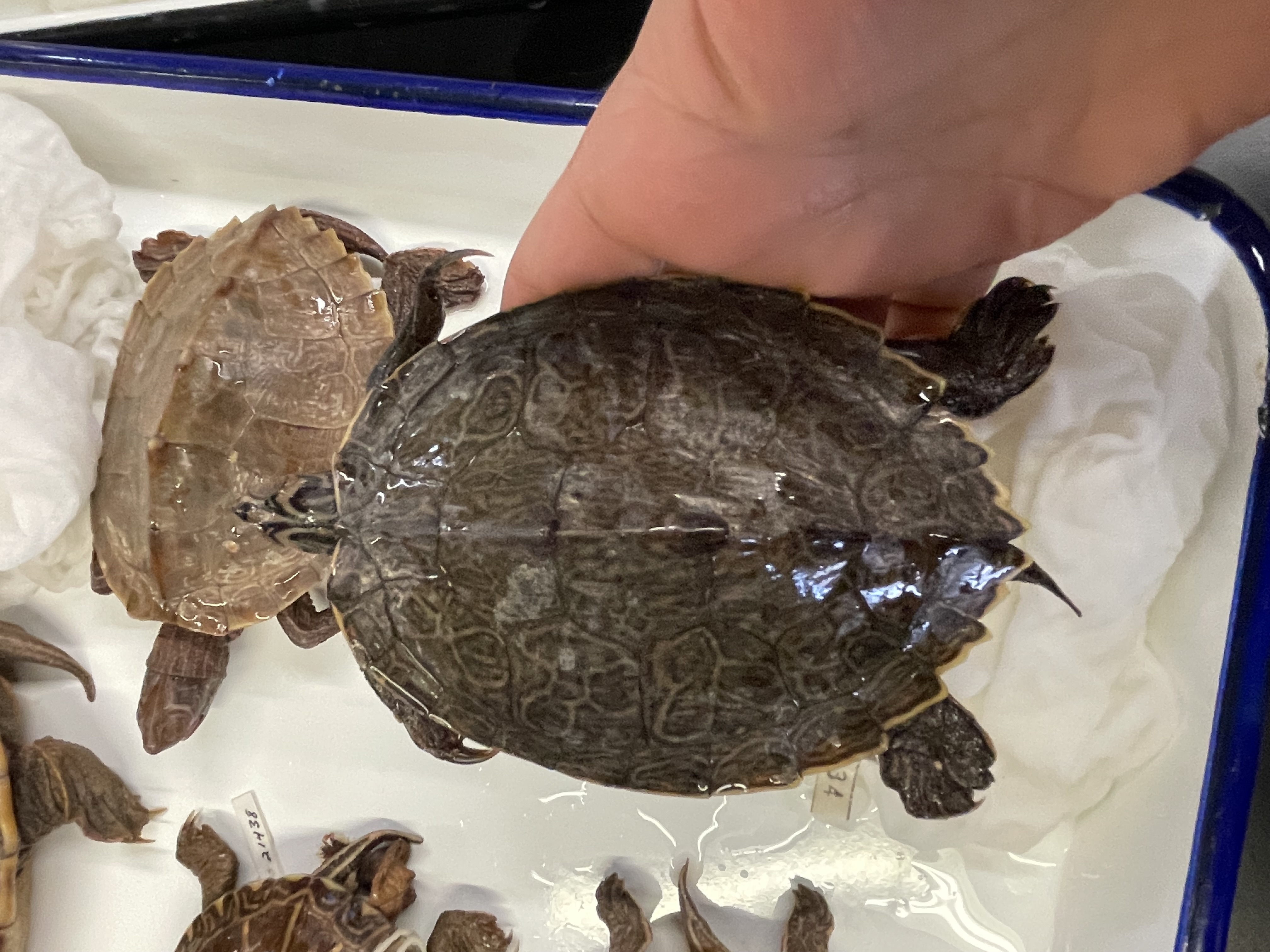 <p>Genus and species</p>