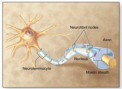 <p>- Schwann cells: Form myelin sheath of peripheral nerves</p>