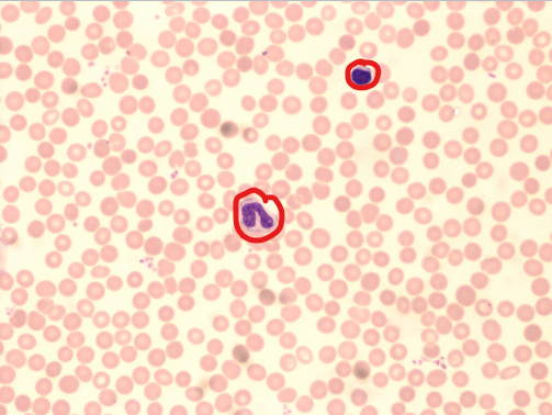<p></p><p>what Cell(s) is this?</p>