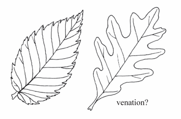 <p>Venation with a single primary vein (midrib) and secondary or lateral veins branching from it.</p>
