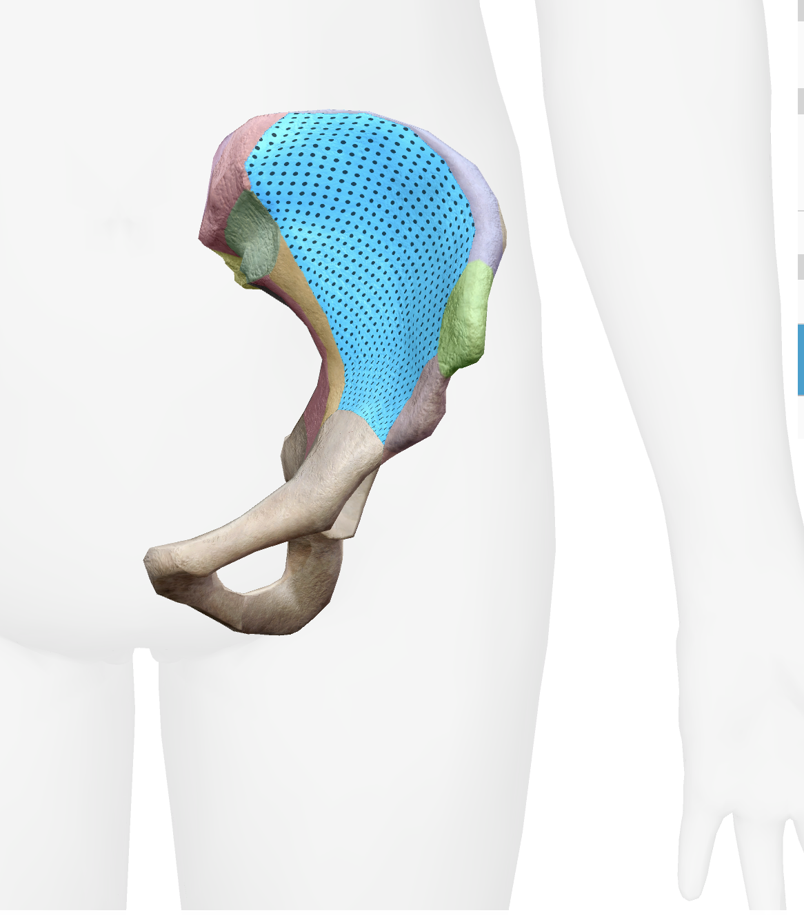 <p>What is this part of the ilium</p>