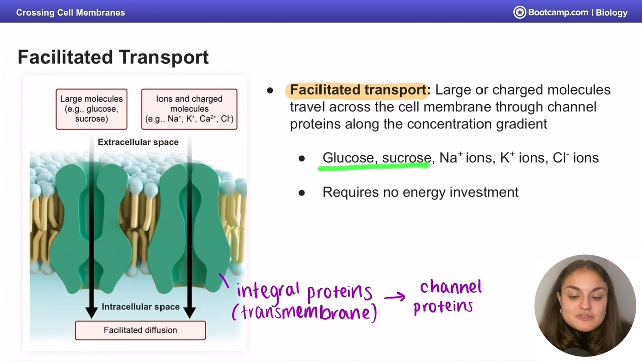 <p>large or charged molecules across concentration gradient using channel proteins</p><p></p><p>no energy investement </p>