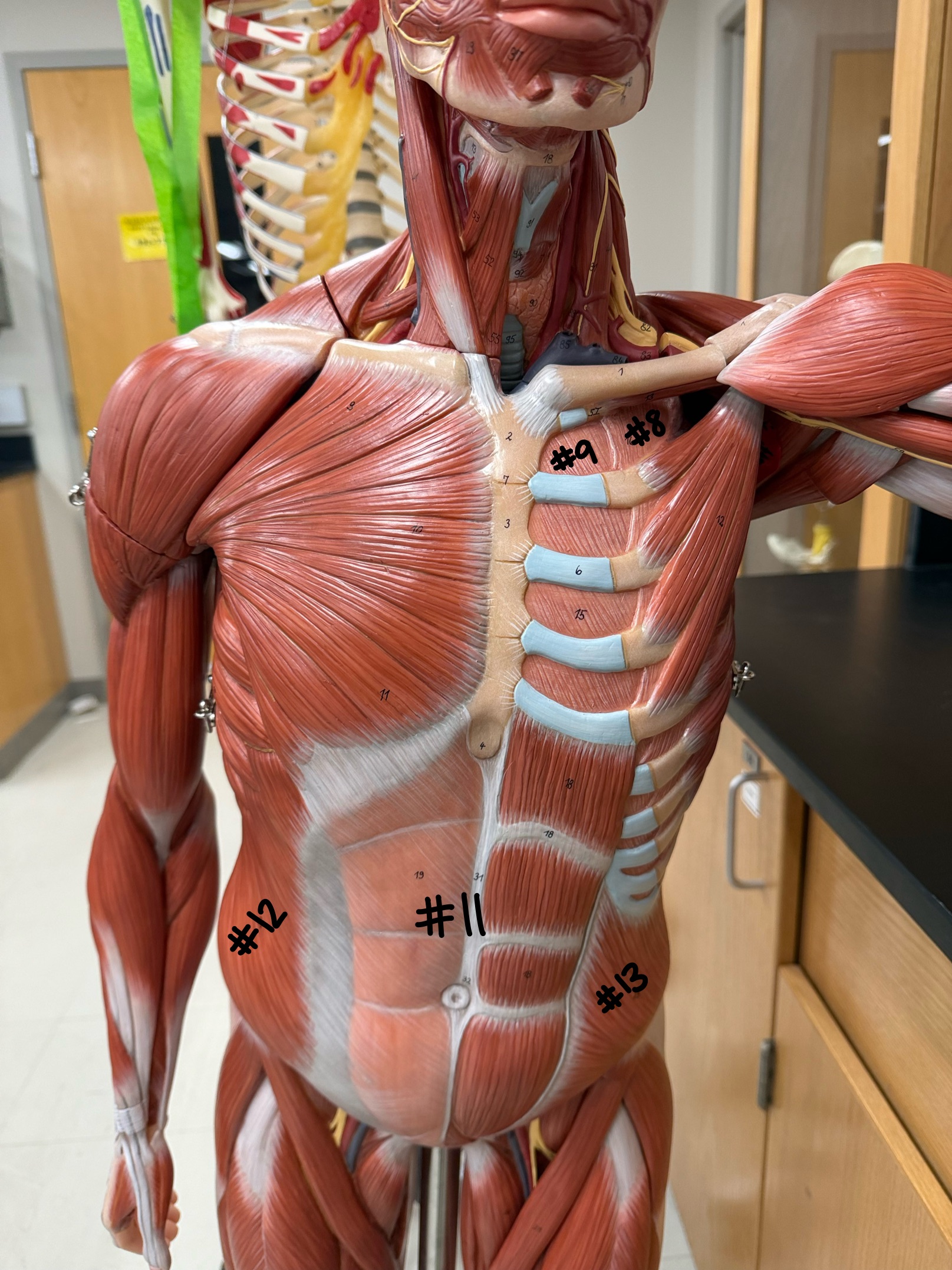 <p>What muscle is labeled #12?</p>