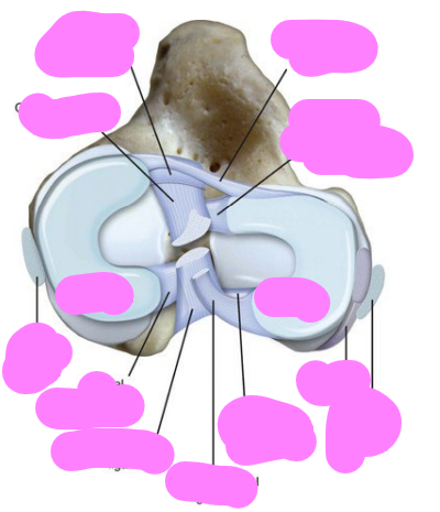 <p>menisci are held in place by? A transverse ligament that extends between? A meniscofemoral ligament extends from the</p>