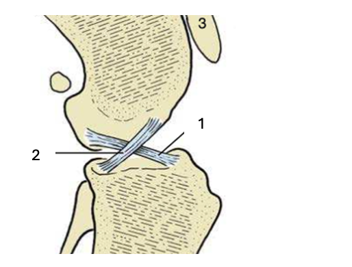 <p>Name the labelled structures</p>