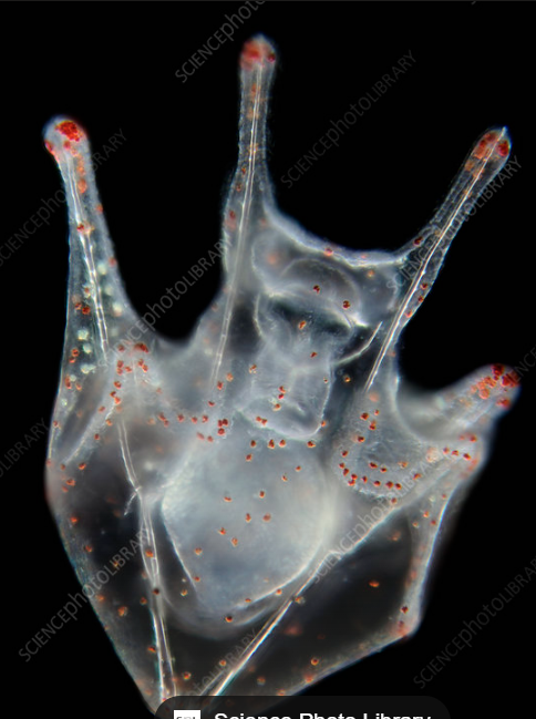 <p>free-swimming larval stage of sea urchins &amp; sand dollar (Echinoidea) with bilateral symmetry</p>